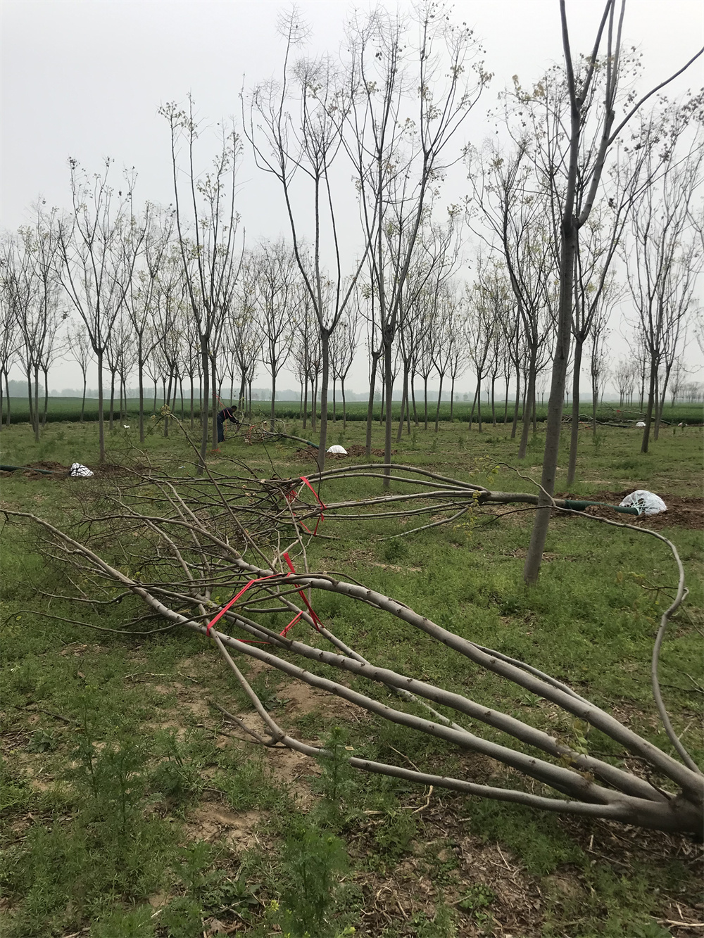 栾树树苗河南大量供应栾树树苗种植基地_小苗栾树批发价格