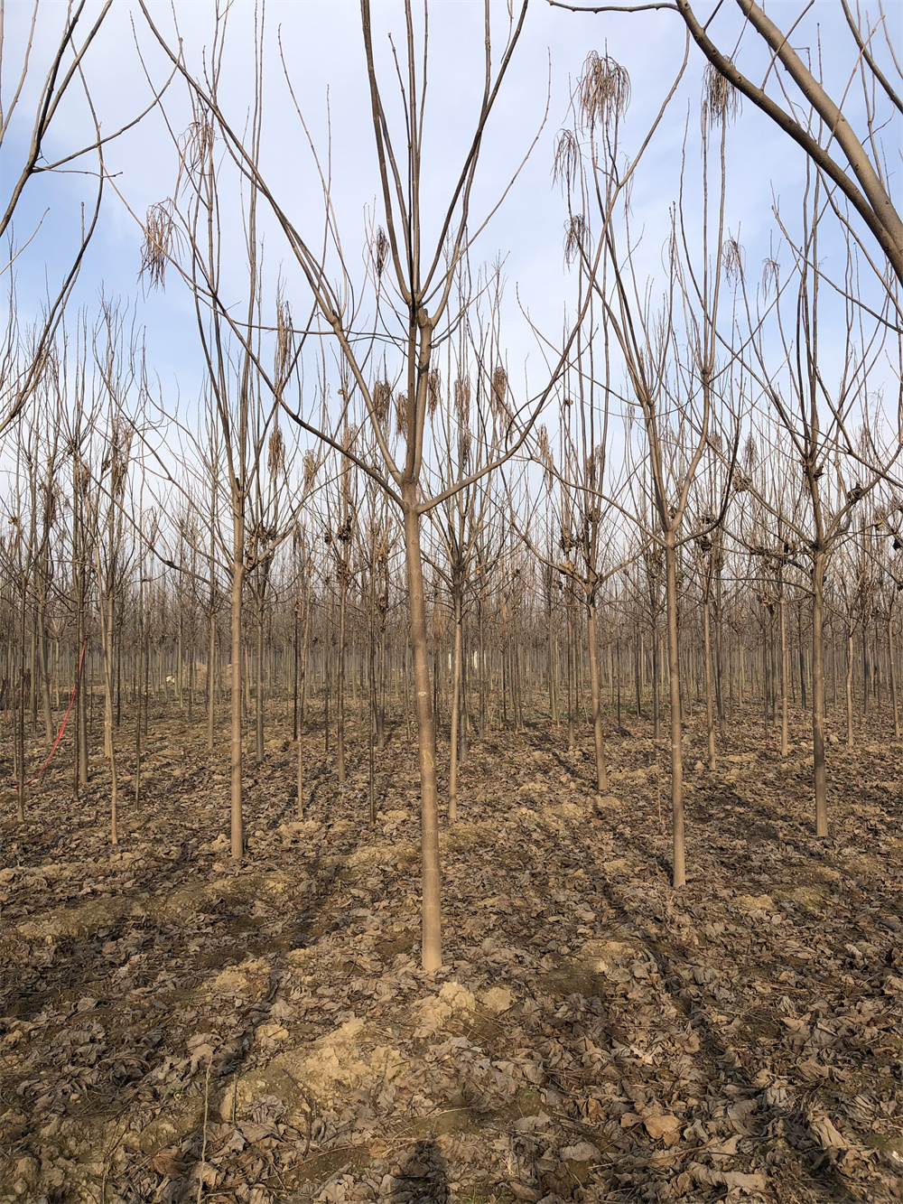 河南梓树苗种植基地