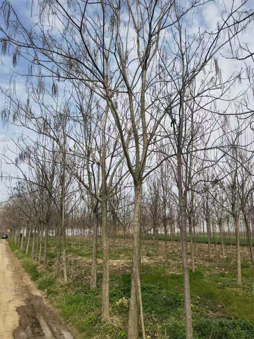河南梓树批发价，报价，种植基地 河南5公分梓树