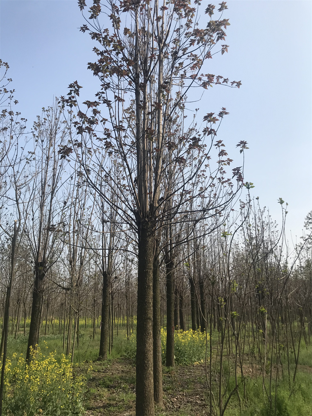 河南20-30公分楸树种植基地 楸树批发报价电话