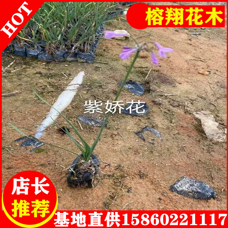 紫娇花25-35价钱0.55自家种植大量供应移植袋苗