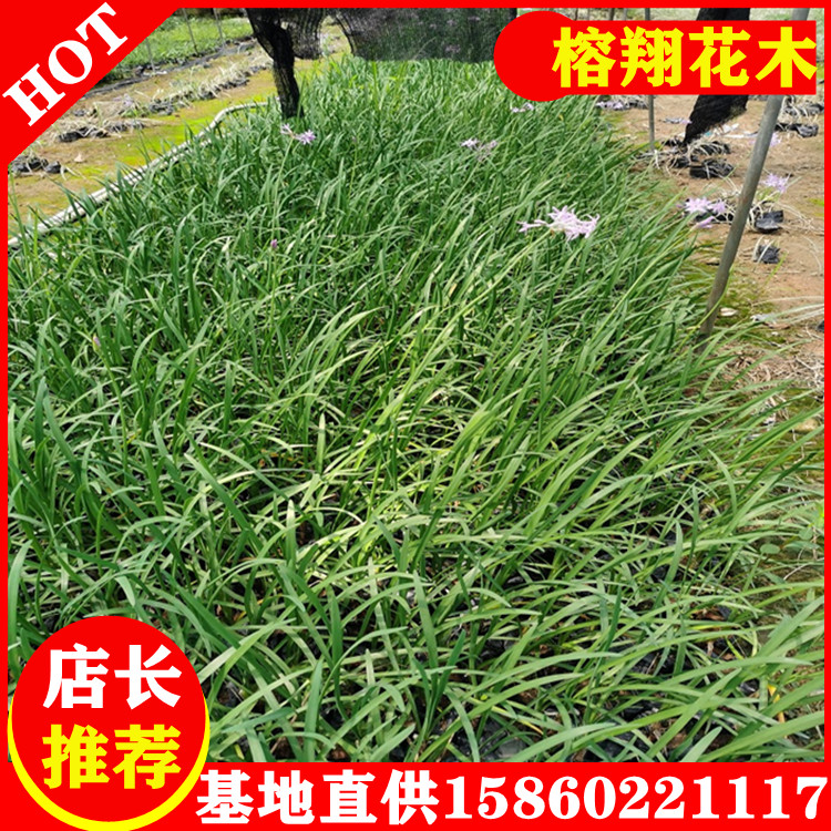 紫娇花25-35价钱0.55自家种植大量供应移植袋苗