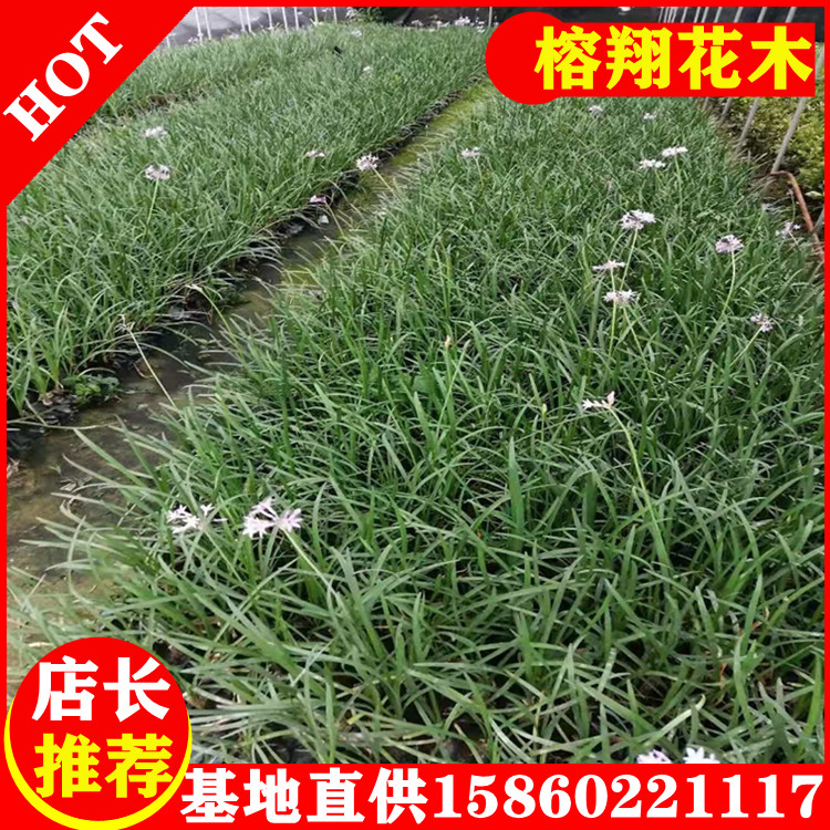 紫娇花25-35价钱0.55自家种植大量供应移植袋苗