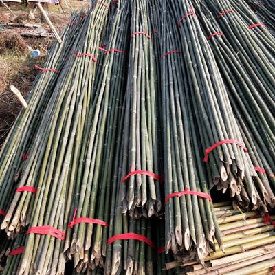 菜架竹厂家 2,4米 小山竹 编篱笆农业种菜用竹子