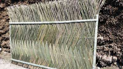 菜架竹厂家 2,4米 小山竹 编篱笆农业种菜用竹子