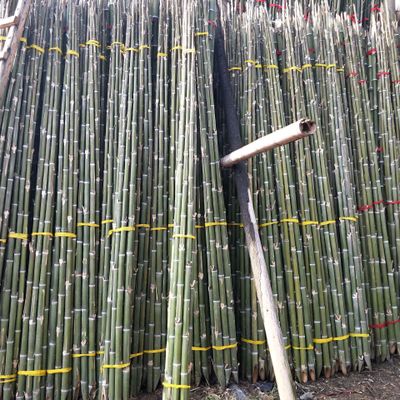 撑树用竹子厂家 竹尾 园林绿化树木支撑杆