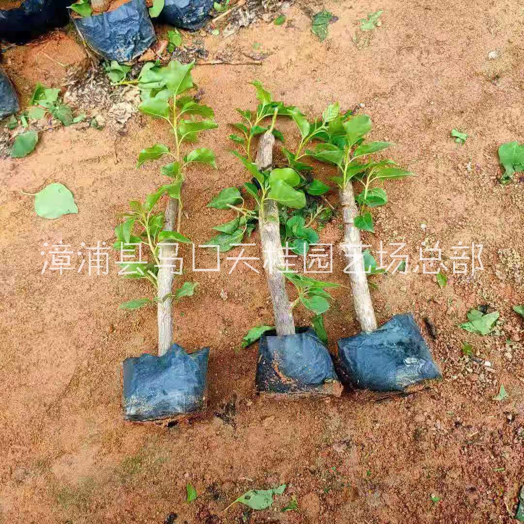 漳州市三角梅苗厂家三角梅苗批发价格 苗子多价钱实惠