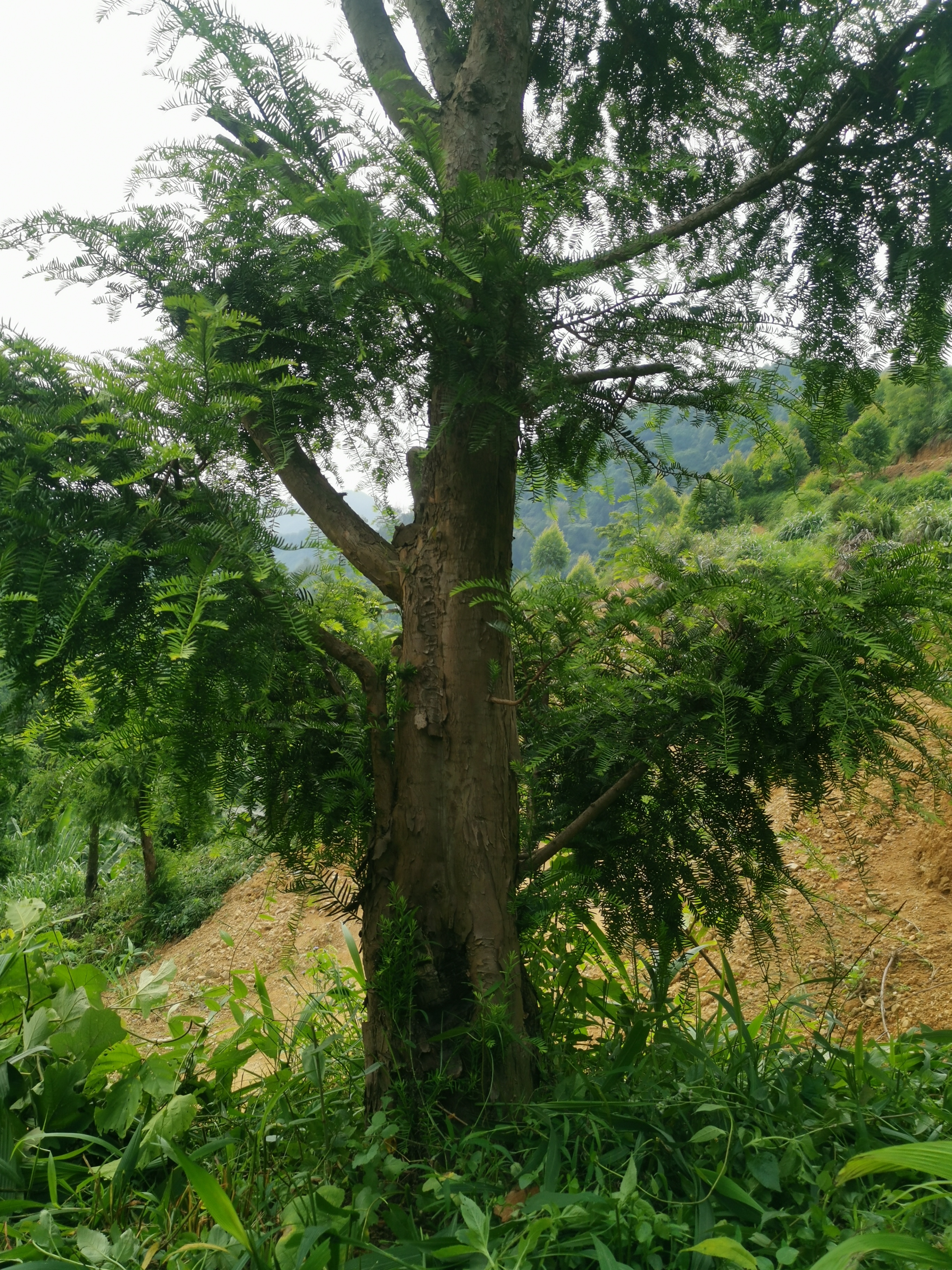 贵州红豆杉树苗基地批发、种植基地、批发价格【广西百色市田林县八驾生态休闲农庄】