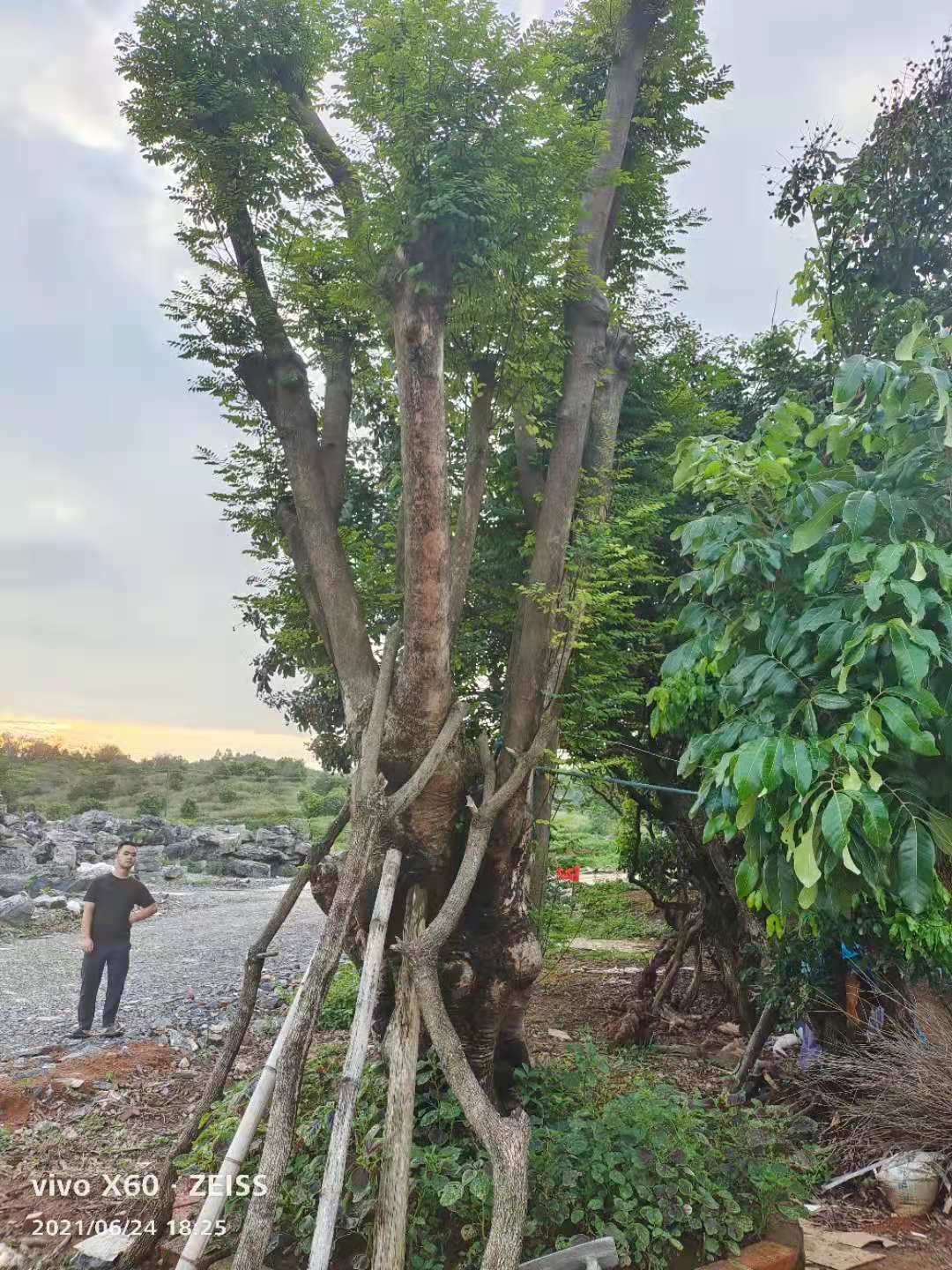 清远市红豆杉厂家红豆杉种植园#红豆杉种植基地#红豆杉批发基地#红豆#英德市望埠镇佳园苗木桂花场业务部 红豆杉