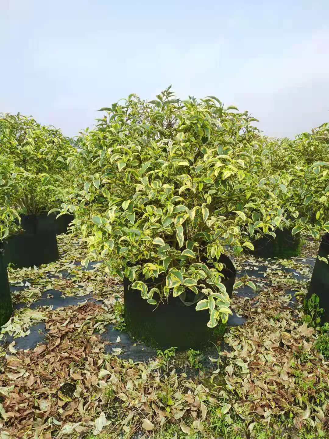 辉煌女贞球种植基地 -花境设计 -5一7公分1米2分枝-南阳龙记苗木供应图片