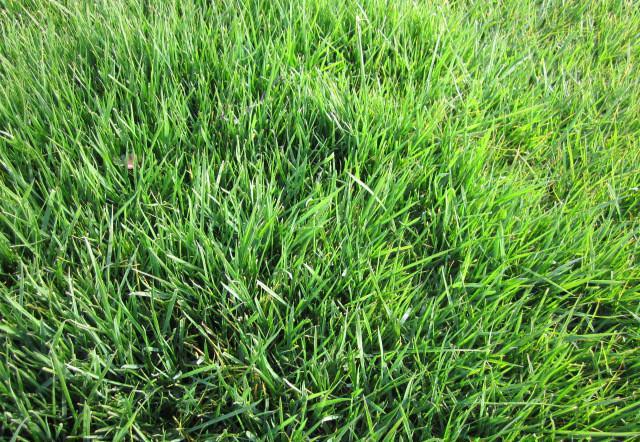 广西高羊茅种子草坪草籽护坡绿化高羊茅种子批图片