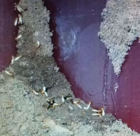 如何消灭白蚁效果好？灭蟑螂需要多少钱？