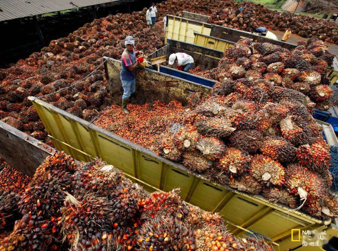首入进口棕榈油需要的资质材料