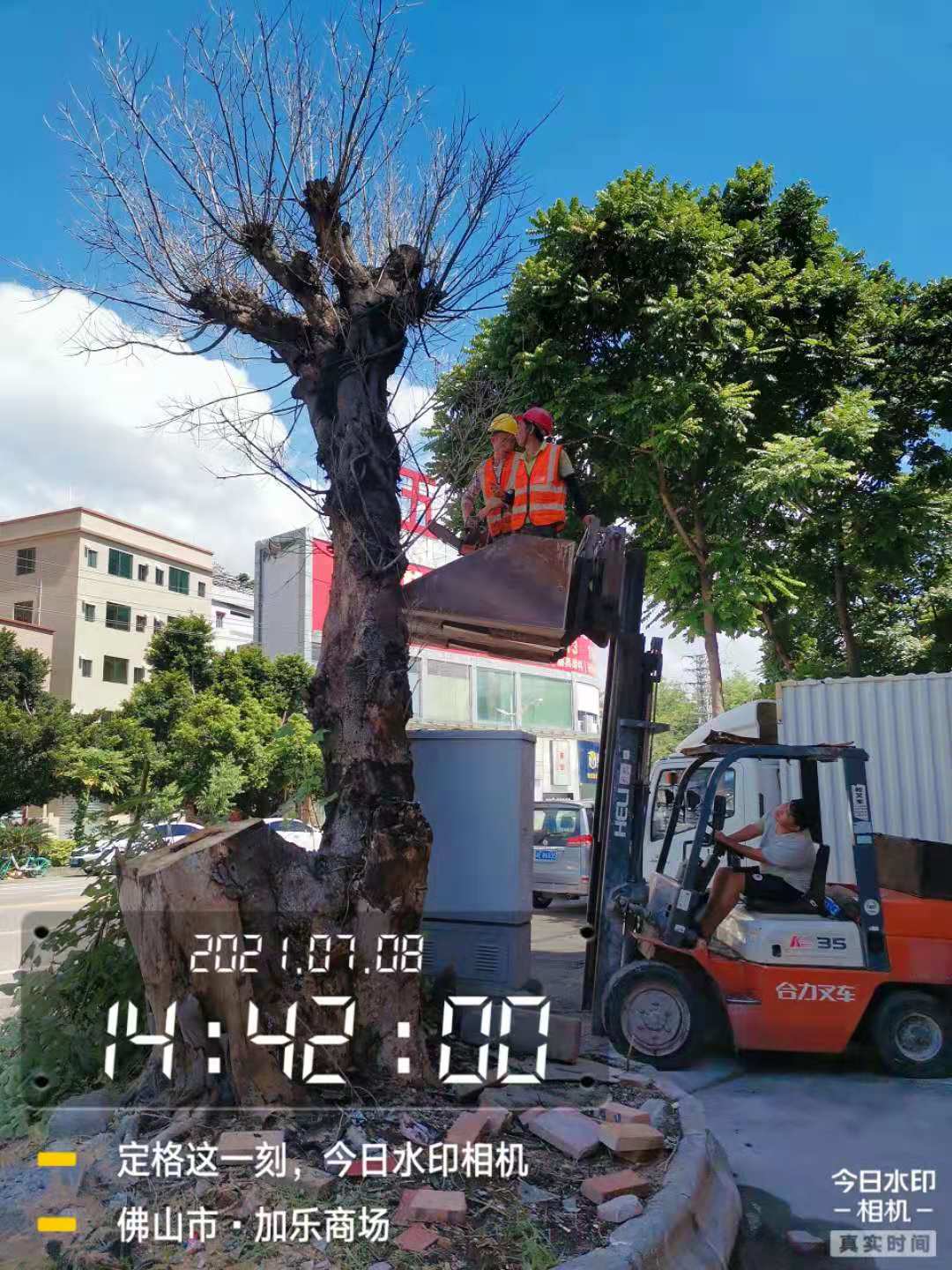 广州砍树多少钱  砍树修剪 砍树多少钱_方洋园林绿化欢迎咨询