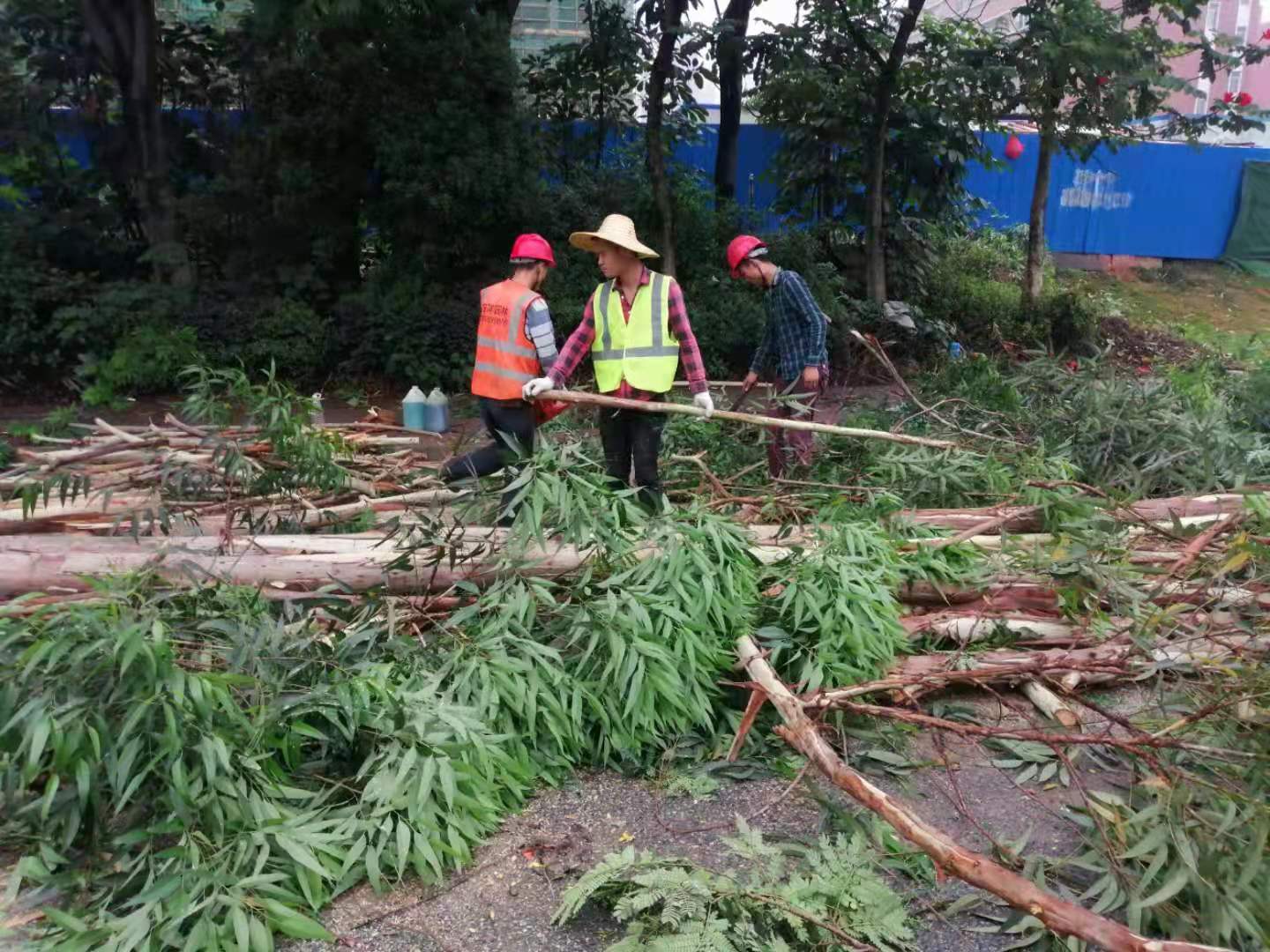 广州砍树多少钱  砍树修剪 砍树多少钱_方洋园林绿化欢迎咨询