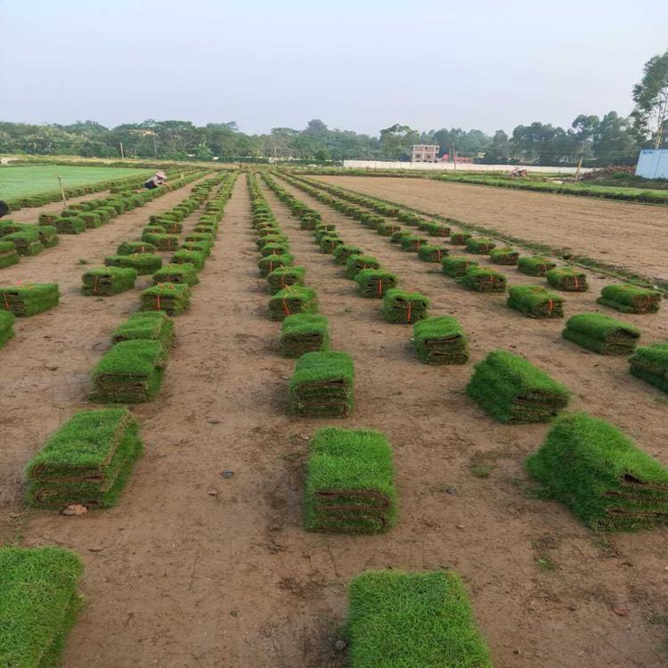 广东台湾草块报价  台湾草块种植方法