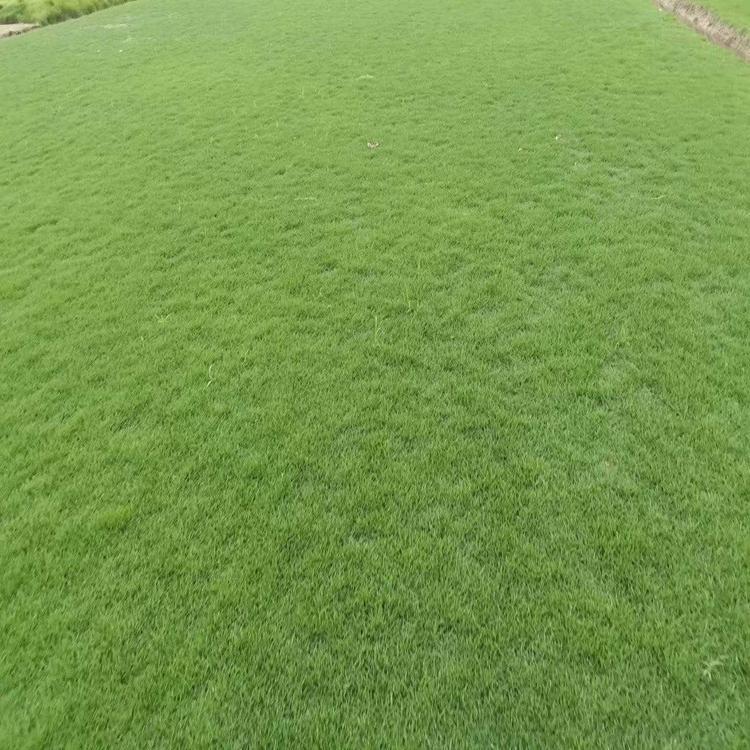 广东台湾草块报价  台湾草块种植方法