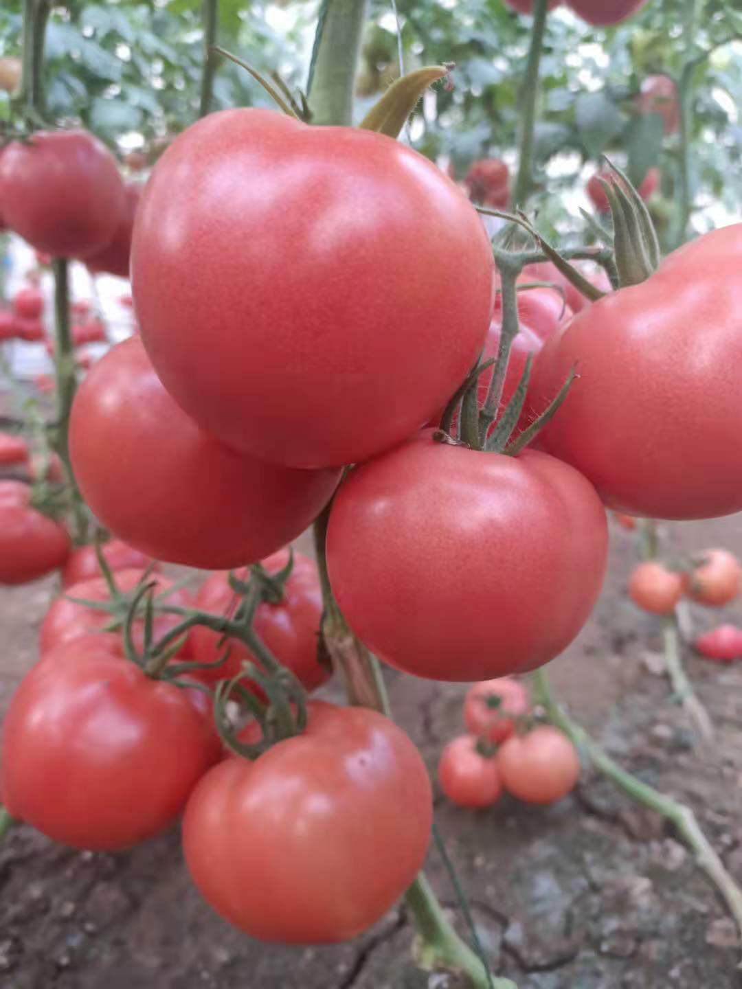 金刚 秋延大果番茄 早春大果番茄 硬粉西红柿 粉果番茄