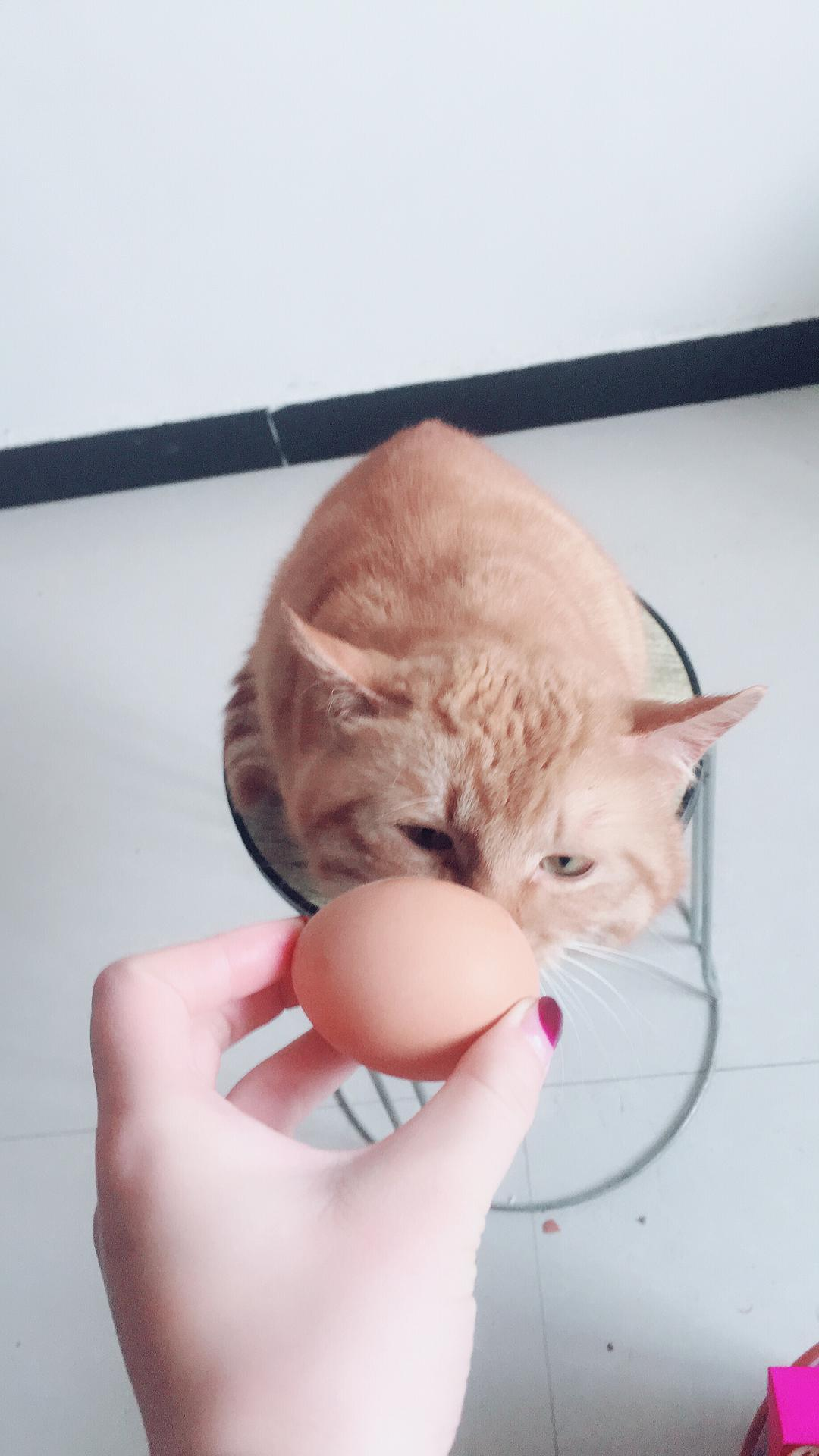 科学养宠：猫能吃什么样的蛋黄