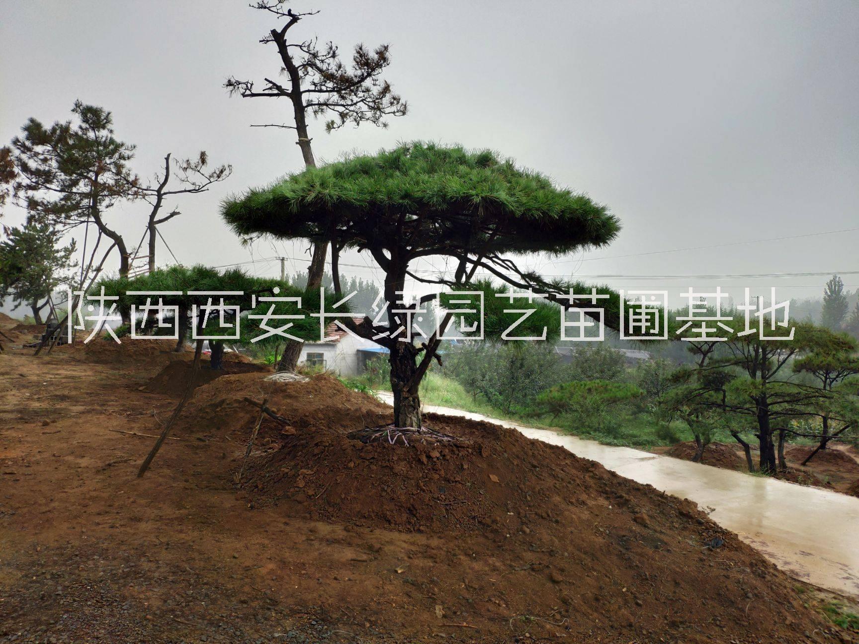 油松油松苗木供应陕西4-5米油松苗圃销售油松造型油松景观松供应西安油松景观松销售图片