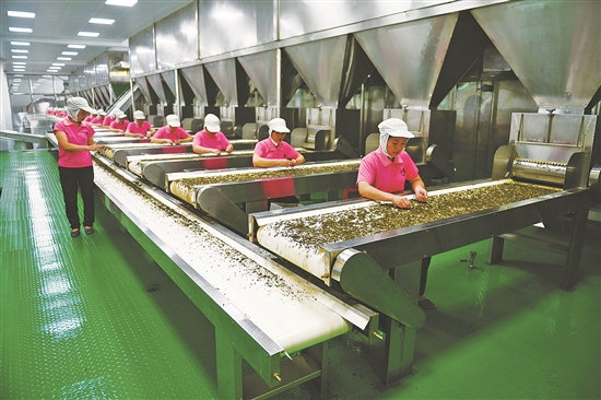 回收二手茶叶生产线 大型茶叶生产设备图片