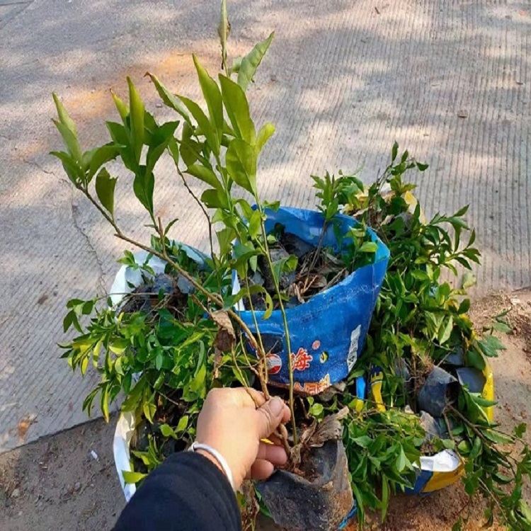 双色茉莉鸳鸯茉莉阳台客厅花园美观四季开花浓香型植物