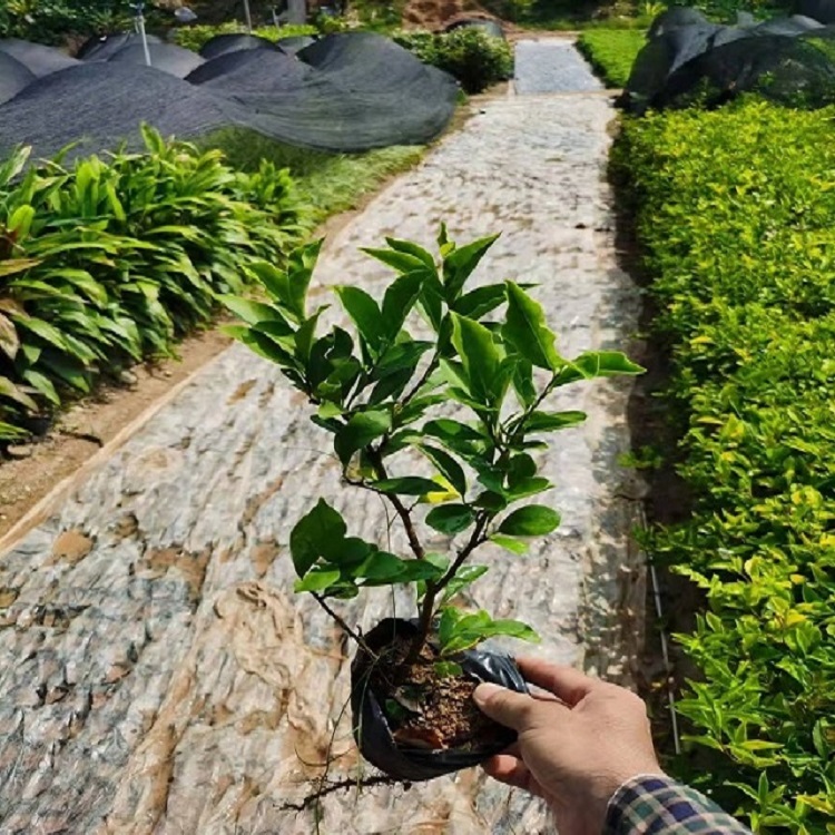 双色茉莉鸳鸯茉莉阳台客厅花园美观四季开花浓香型植物