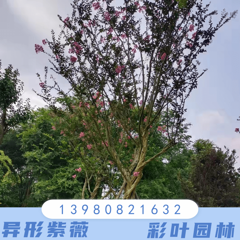 云南西双版纳18公分异形紫薇种植基地销售批发价格 高存活率