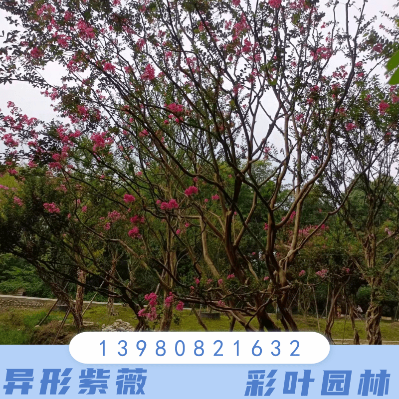 四川乐山25公分异形紫薇种植基地销售批发价格 高存活率