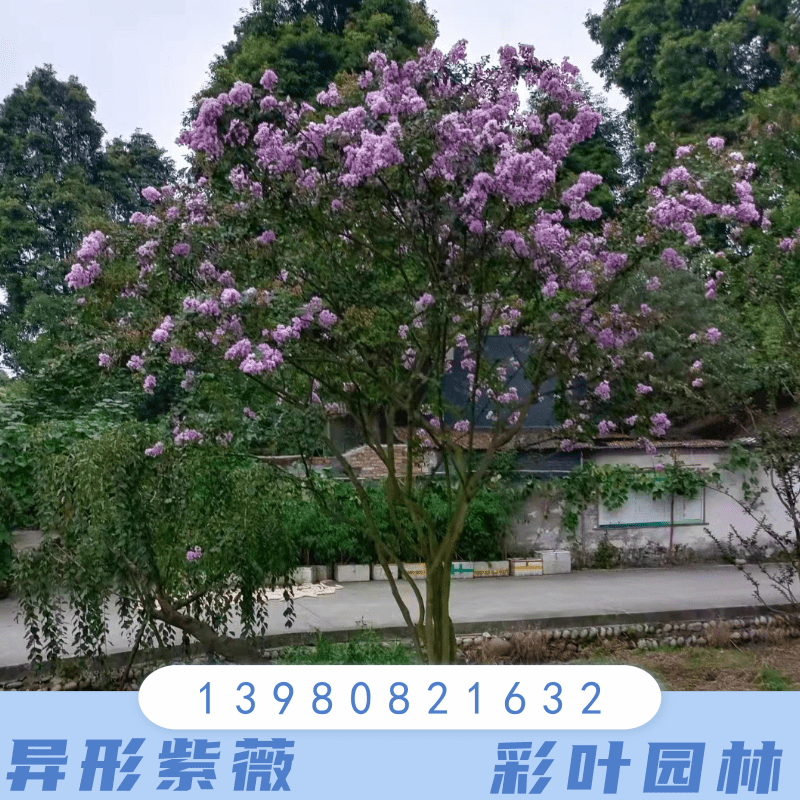 四川乐山25公分异形紫薇种植基地销售批发价格 高存活率