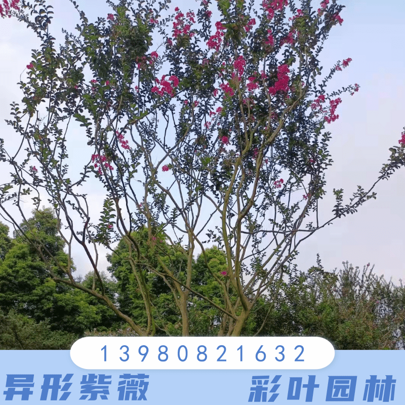 云南西双版纳18公分异形紫薇种植基地销售批发价格 高存活率