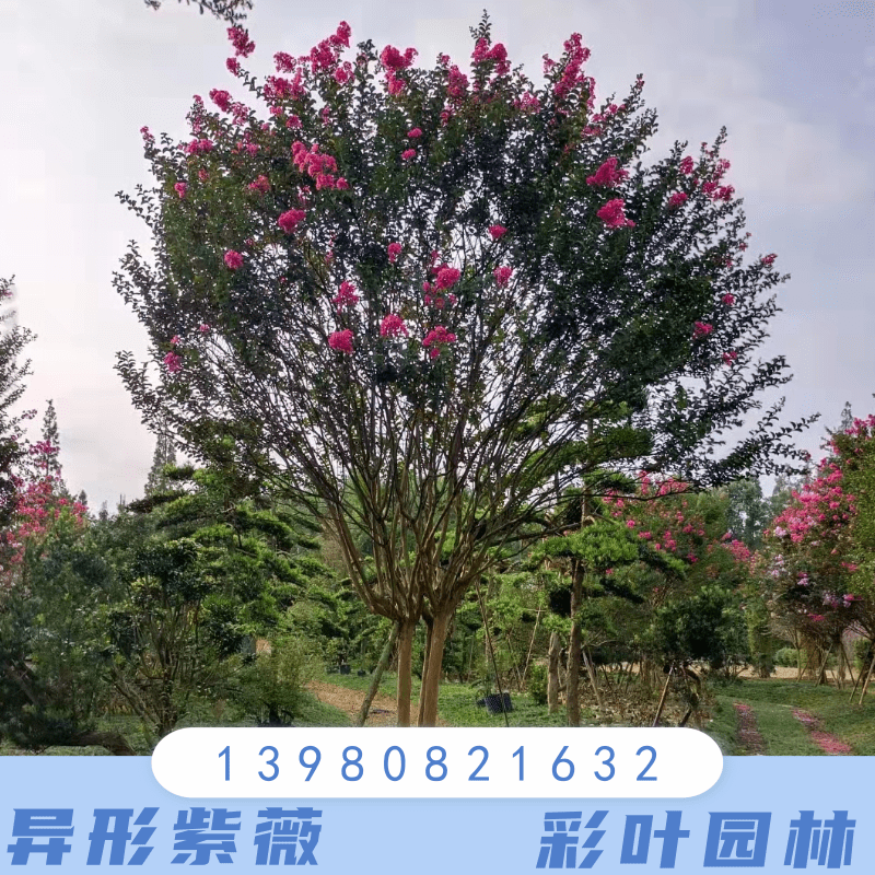 15公分异形紫薇云南曲靖15公分异形紫薇树种植基地销售批发价格 高存活率
