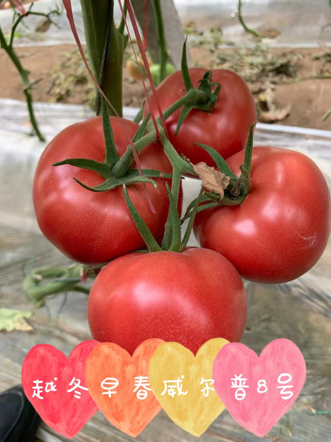 山东青岛威尔普8号番茄种子批发公司销售价格 威尔普8号种子