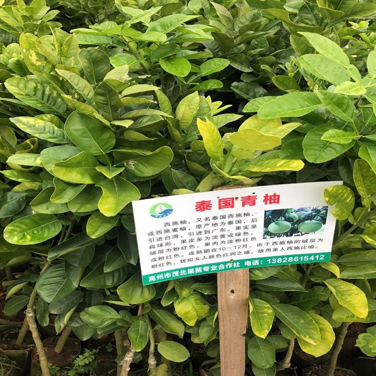 茂名市青皮红心蜜柚苗厂家广东批发青皮红心蜜柚苗基地_泰国青柚苗出售价格