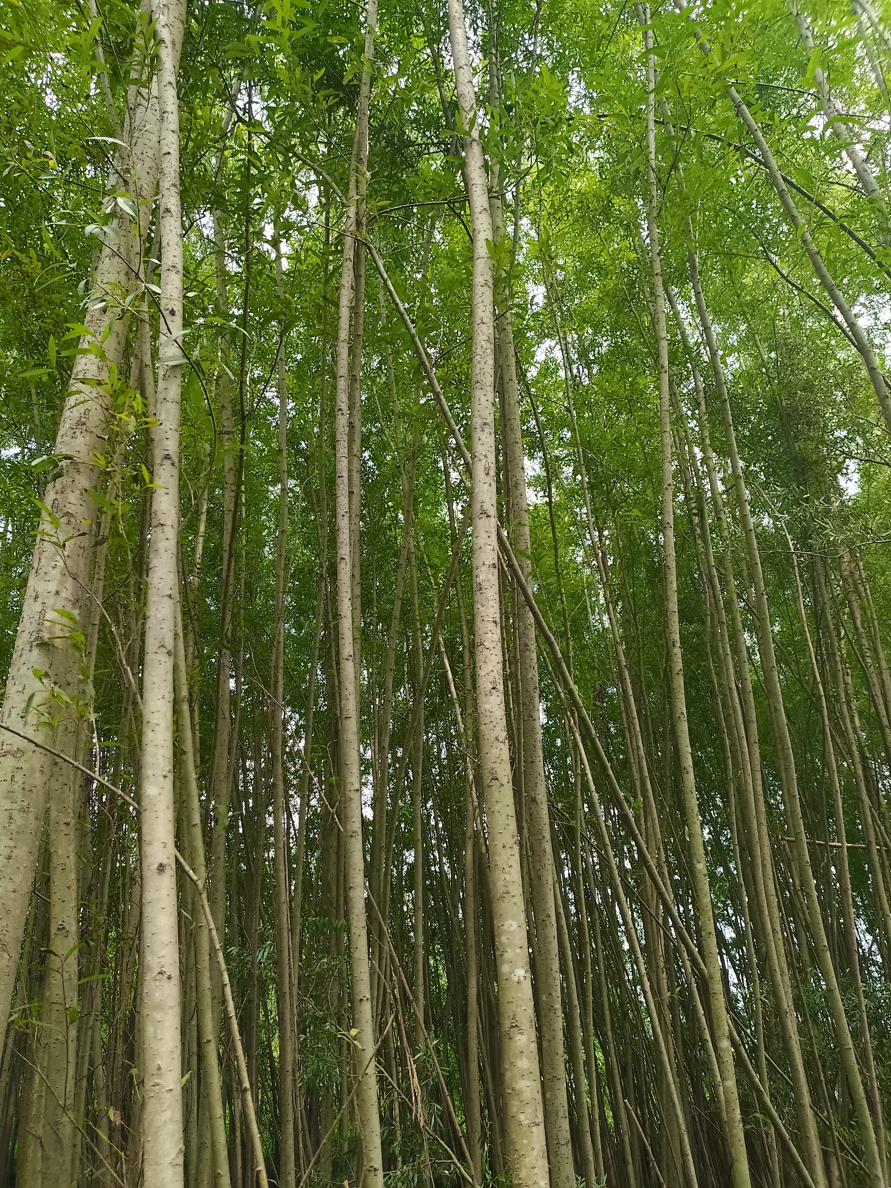 贵州旱柳苗木供应价格  旱柳种植基地批发电话 提供造林苗木 旱柳苗圃场