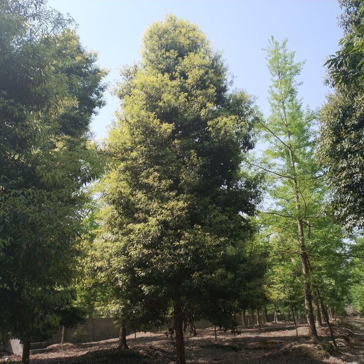 金丝楠树价格 产地货源直销 金丝楠木树苗种植基地 香楠木树