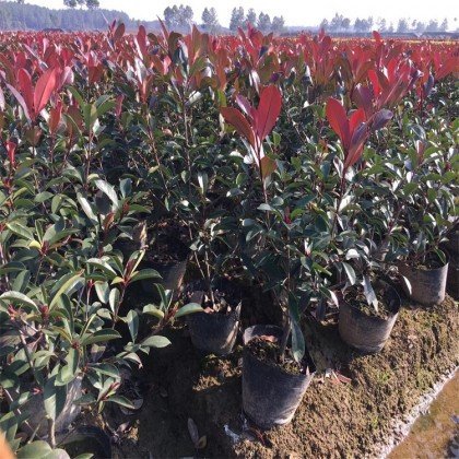 湖南红叶石楠-红叶石楠种植基地-红叶石楠绿化树苗-批发价格