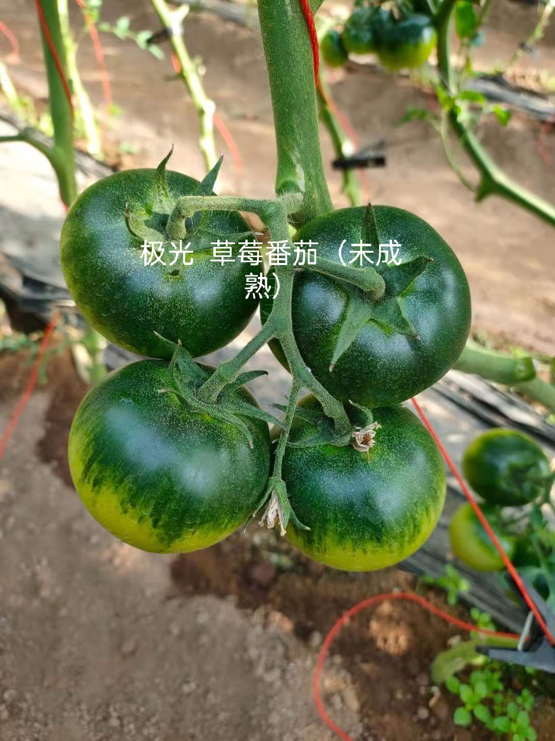 山东青岛极光（口感番茄）番茄种子批发公司销售价格 极光（口感番茄）种子
