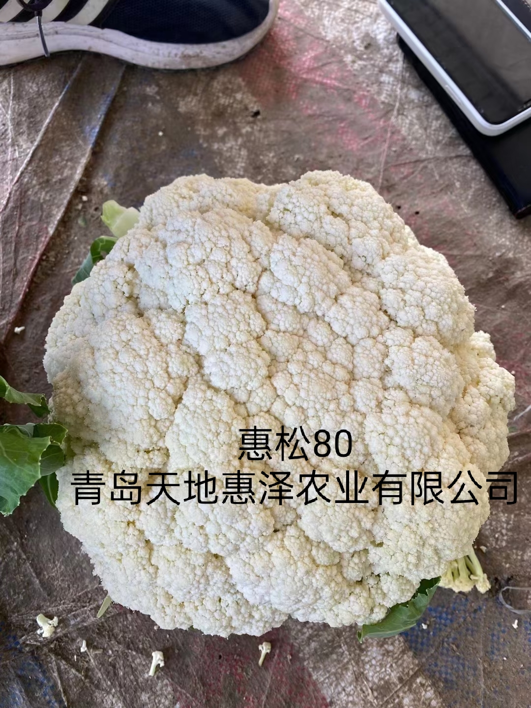 山东青岛惠松80菜花种子批发公司销售价格 惠松80种子