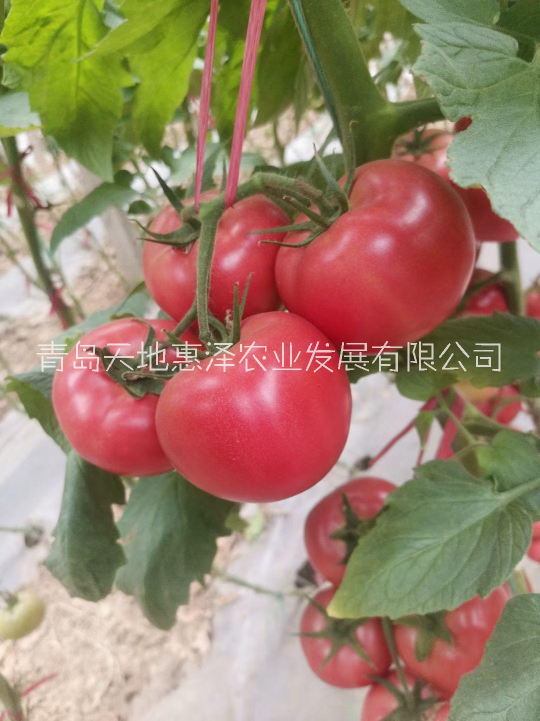 山东青岛威尔普1号番茄种子批发公司销售价格