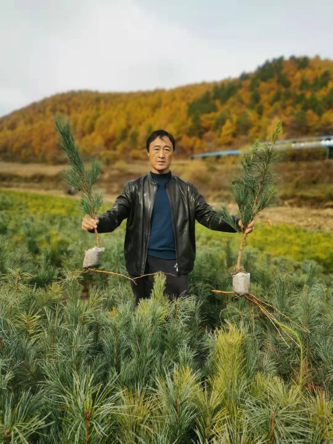 吉林九台市35cm红松嫁接苗销售价格基地直销 传授种植技术