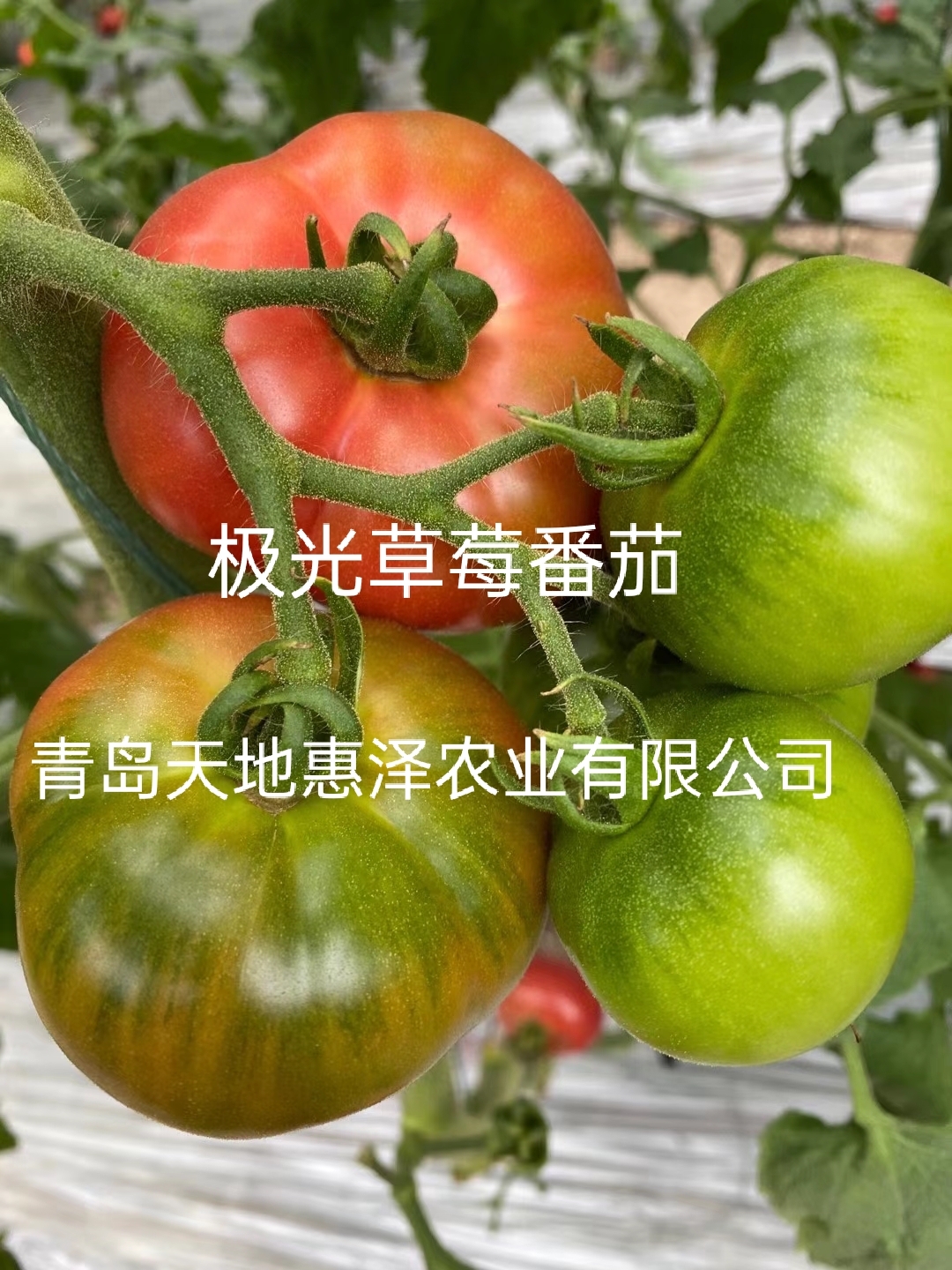 山东青岛极光（口感番茄）番茄种子批发公司销售价格 极光（口感番茄）种子