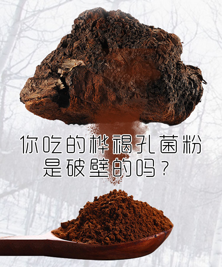 白桦茸代加工厂 白桦茸黑金颗粒OEM贴牌 一站式代工厂家