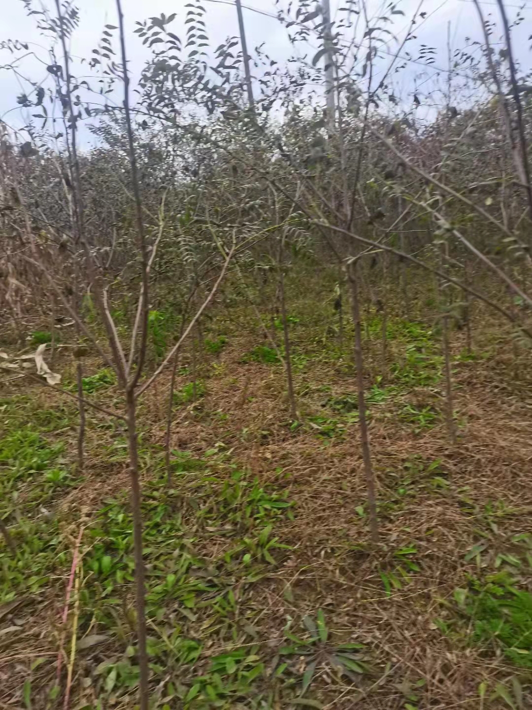 辽宁文冠果苗种植基地多少钱