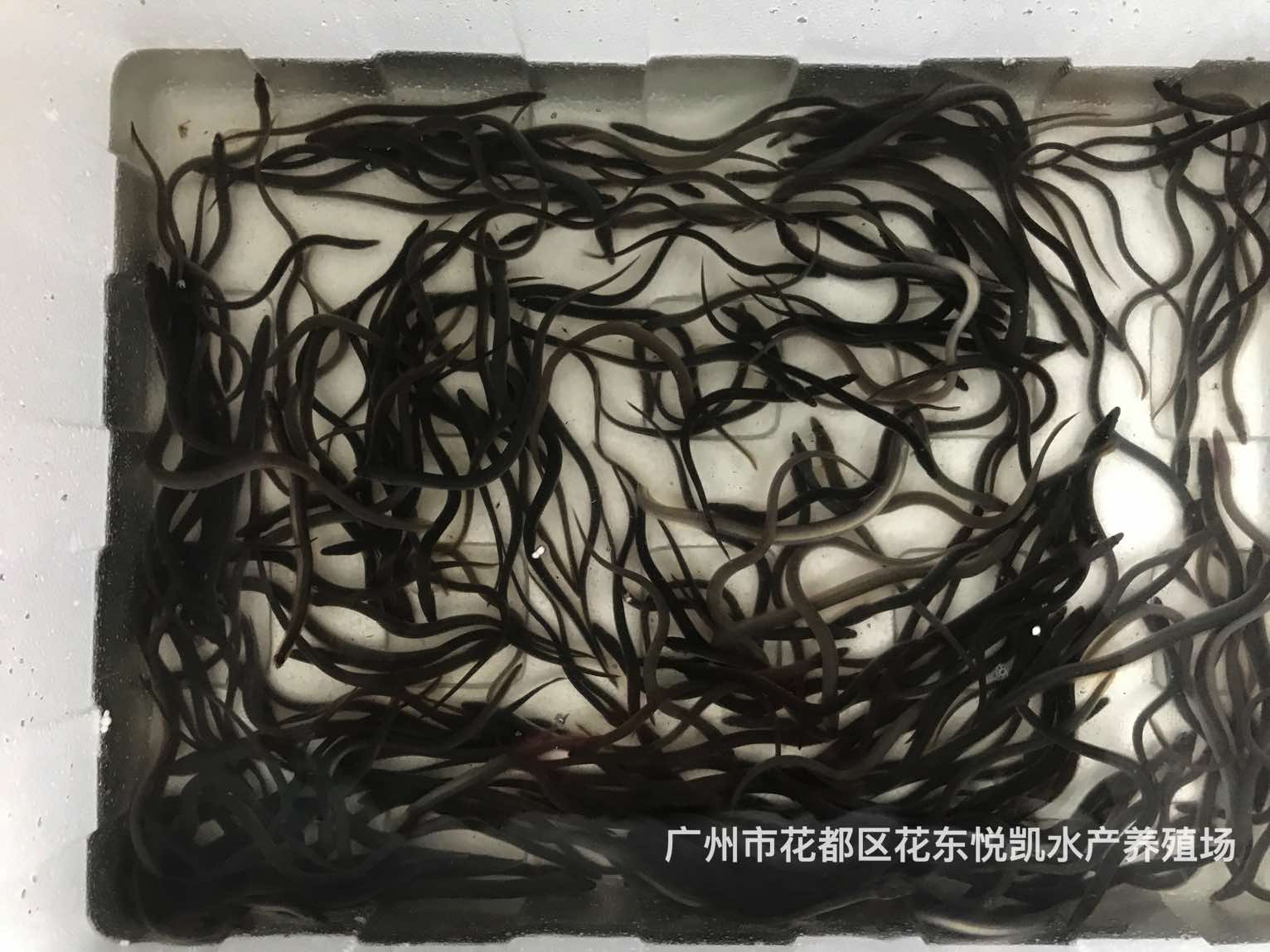 易养快大花鳗鱼苗鳗鱼种苗欧洲鳗鱼苗美洲鳗鱼苗