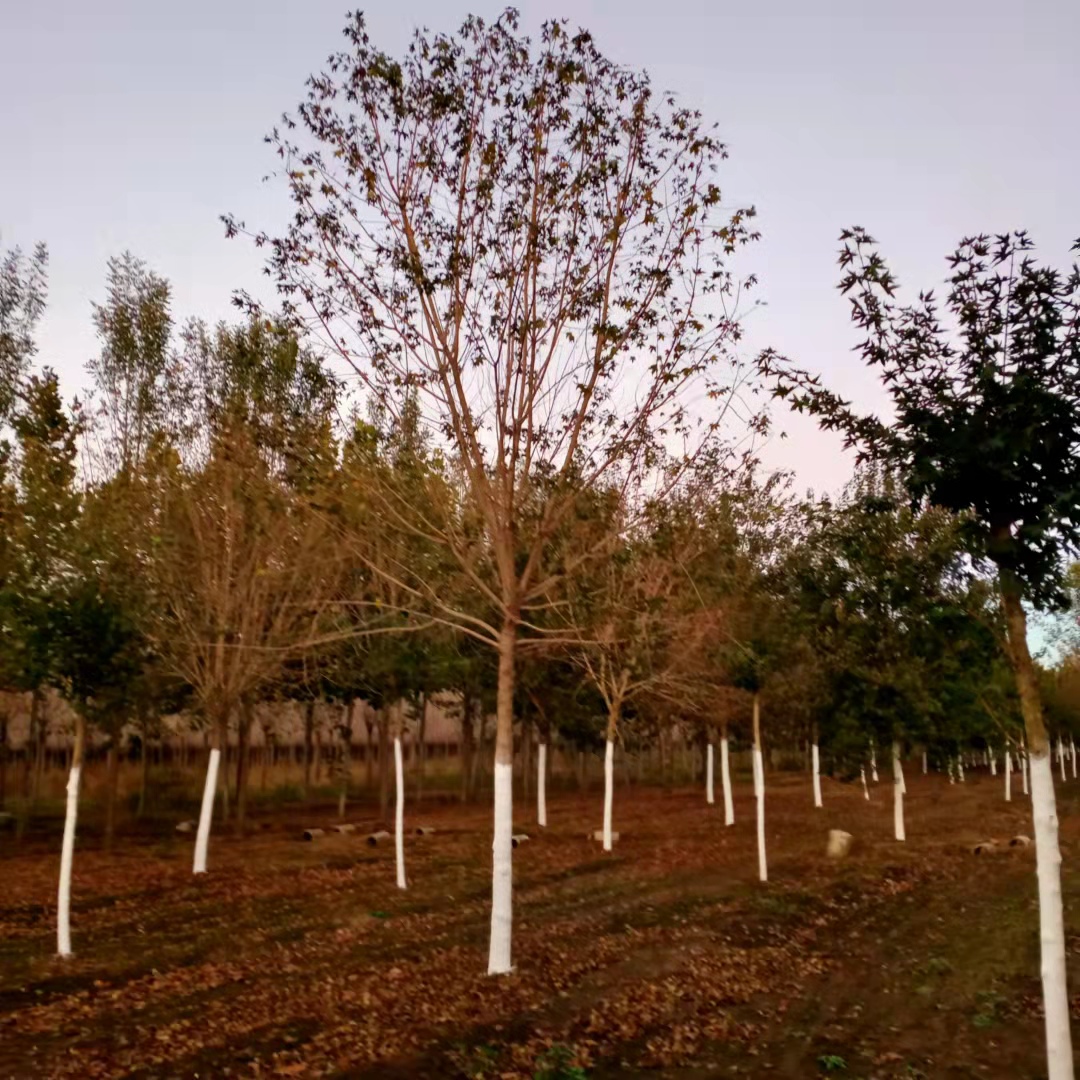 五角枫树种植基地、20公分五角枫树、五角枫树批发价格