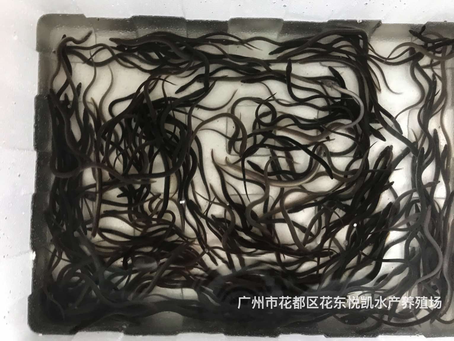 快大花鳗鱼苗批发