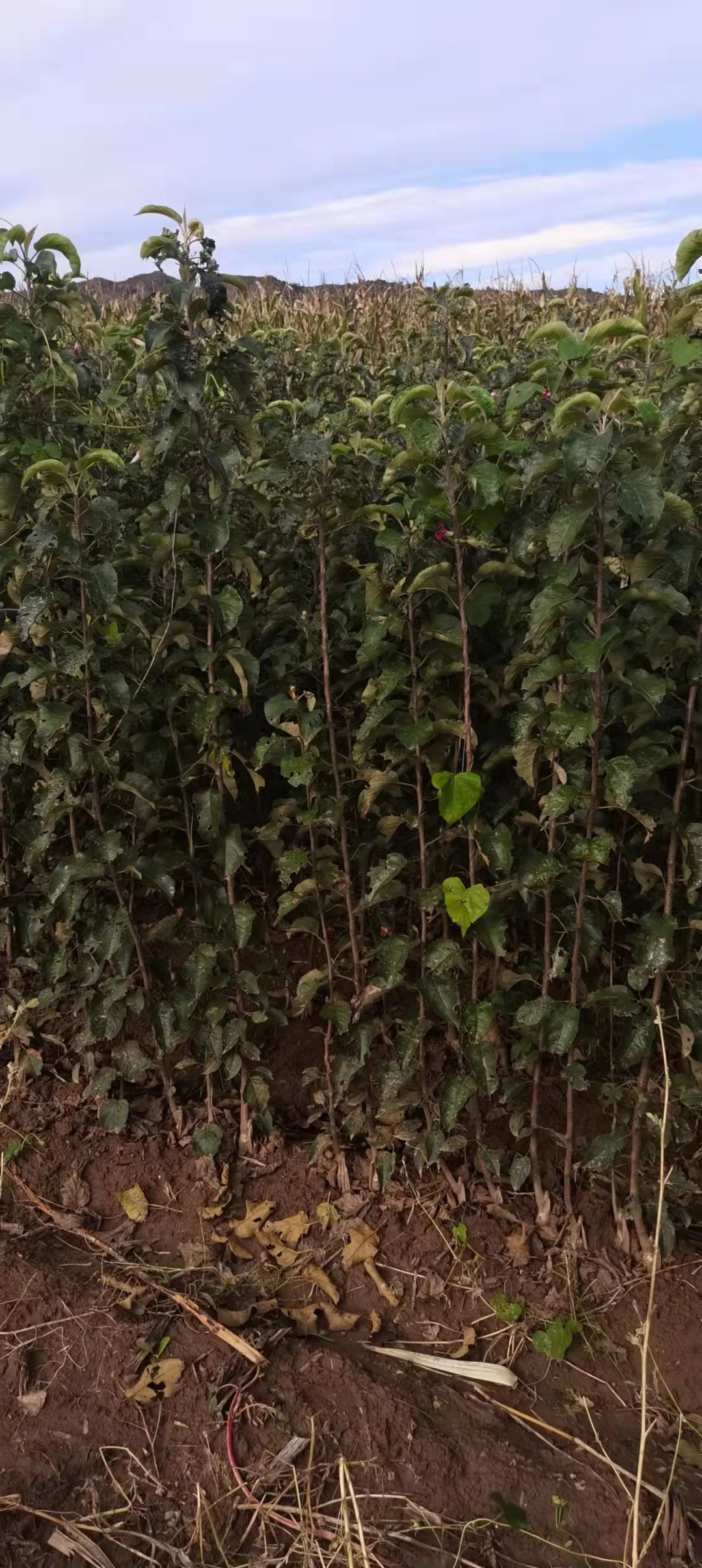 寒富苹果，耐寒苹果苗，寒富苹果嫁接苗，耐寒苹果苗