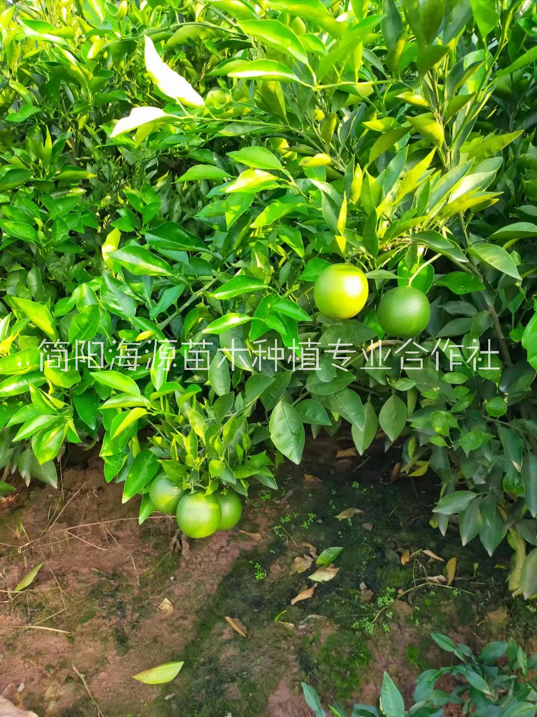 内江资中塔罗科血橙苗种植基地销售批发价格 高存活率