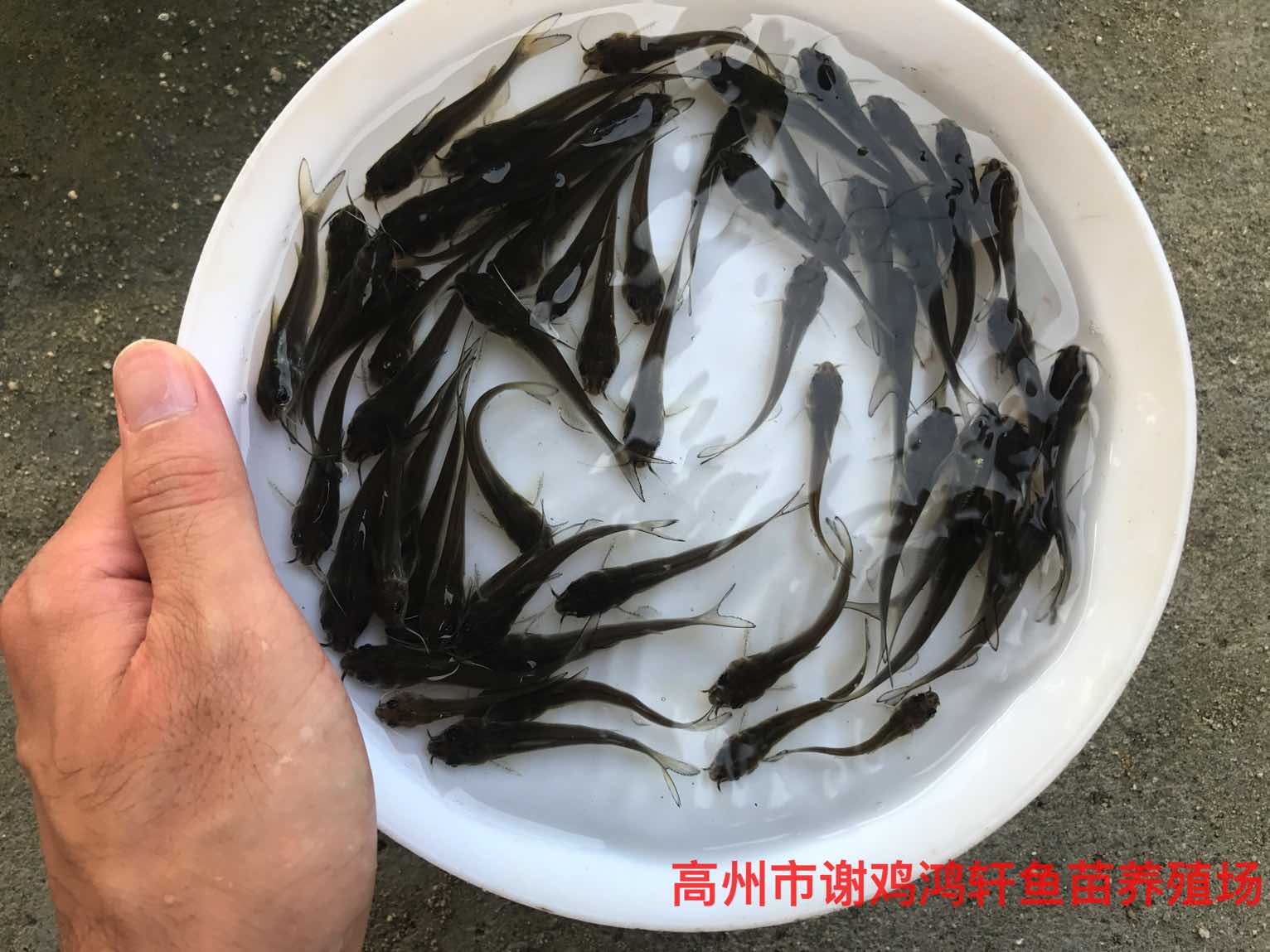 淡水白鲳鱼苗养殖基地白鲳鱼苗批发价格淡水红鲳鱼苗